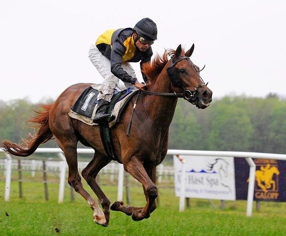 star sports bet horse racing